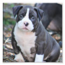 Search for pitbull lover art Cute