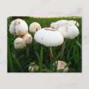 Search for spore Fungi