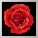 Search for beautiful roses posters Red rose