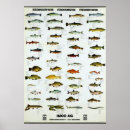 Search for freshwater fish posters Vintage