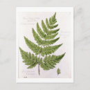 Search for ferns postcards Flowers