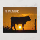 Search for funny cow puns postcards New home