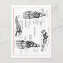 Search for phalanges Bones