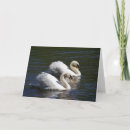 Search for swan birthday cards Nature
