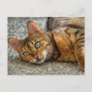 Search for bengal cats postcards Wild