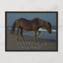 Search for assateague Maryland