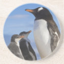 Search for frigidity Antarctica