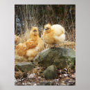 Search for silky art Poultry