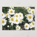 Search for shasta invitations Flower