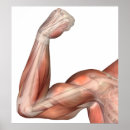 Search for human limb posters Detail