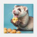 Search for ferret magnets Cute