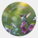 Search for green hummingbird stickers Nature