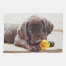Search for labrador tea towels Cute baby animal