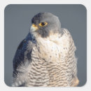 Search for peregrine stickers Raptor