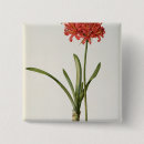 Search for amaryllis badges Redoute