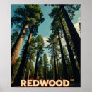 Search for sequoia art Redwood national park