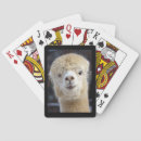 Search for alpaca playing cards Peru
