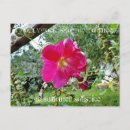 Search for hollyhocks postcards Beautiful