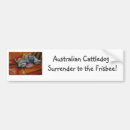 Search for blue heeler bumper stickers Acd