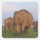 Search for asian elephant stickers Ie