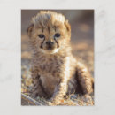 Search for acinonyx jubatus postcards Cub