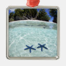 Search for starfish christmas tree decorations Sea