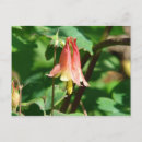 Search for columbine flowers postcards Red