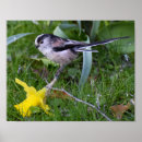 Search for tail posters Flowers