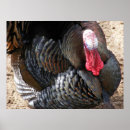 Search for wild turkeys posters Tom