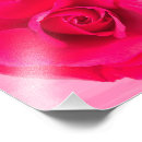 Search for romantic red rose posters Petals
