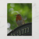 Search for european robin bird postcards Birds