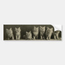 Search for kitten bumper stickers Vintage