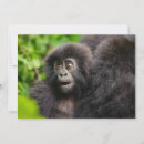 Search for gorilla thank you cards Ape