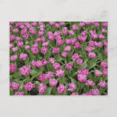 Search for colorful pattern postcards Garden