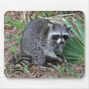 Search for racoon picture electronics Animal