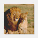 Search for mammal magnets Animal