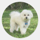 Search for maltipoo stickers Dog
