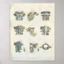 Search for upper art Anatomy