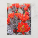 Search for cupped postcards Photography