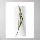 Search for gentleness art Watercolor