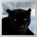 Search for black panthers posters Leopard
