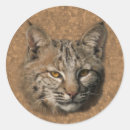 Search for bobcat stickers Wildcat
