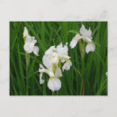 Search for white iris postcards Flowers