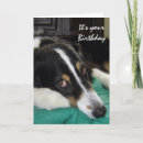 Search for border collie humor cards For her