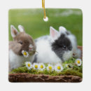 Search for dutch rabbit decor Pet