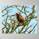 Search for red tail posters Nature photography