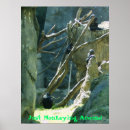 Search for funny monkey posters Silly