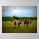 Search for african safari posters Zebras