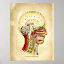 Search for medical diagram posters Skeleton