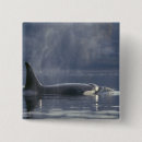 Search for orca badges Animal